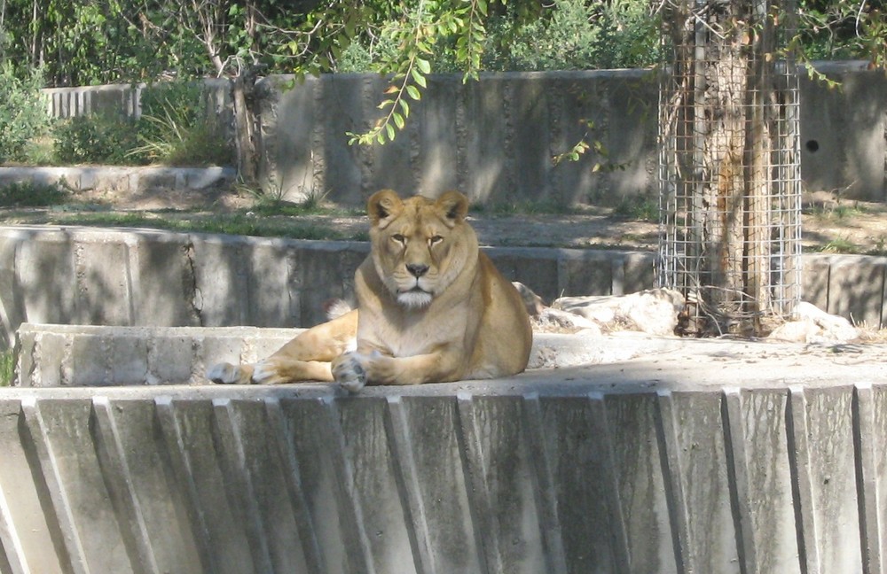 Leona en el zoo mirandome