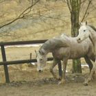 Leonardo, Spex & Orm beim Training