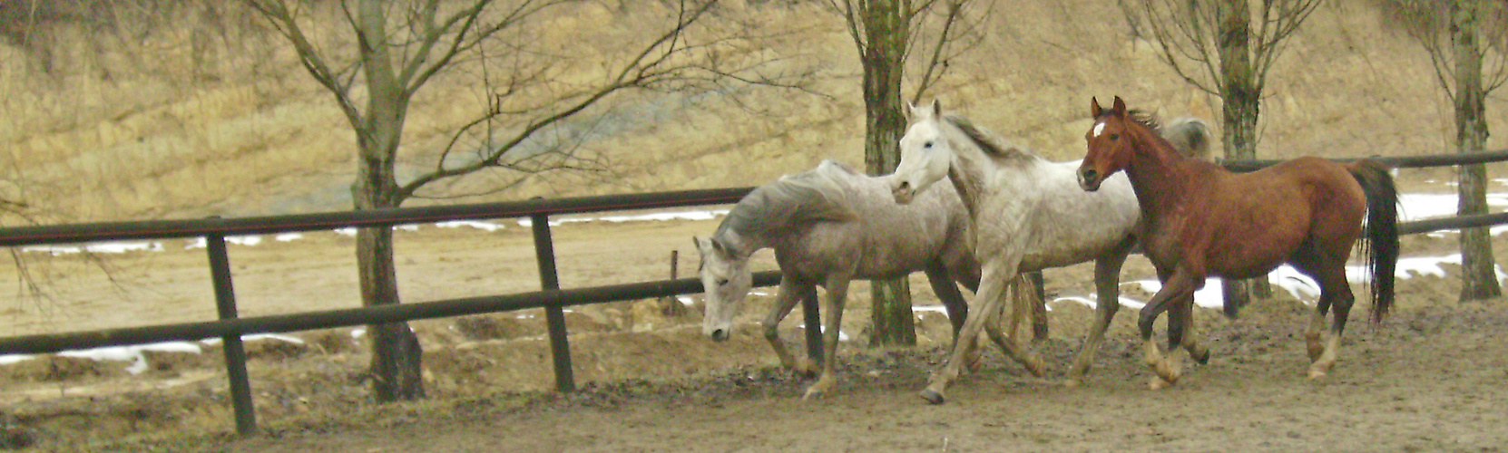 Leonardo, Spex & Orm beim Training