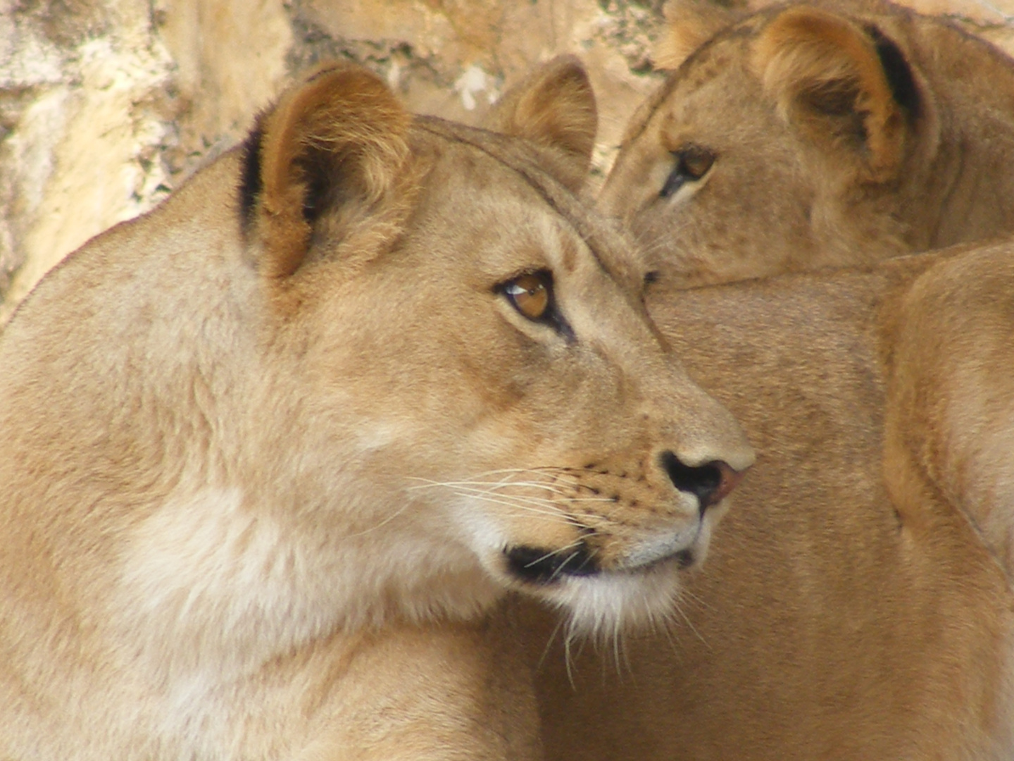 leonas