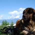 Leonberger