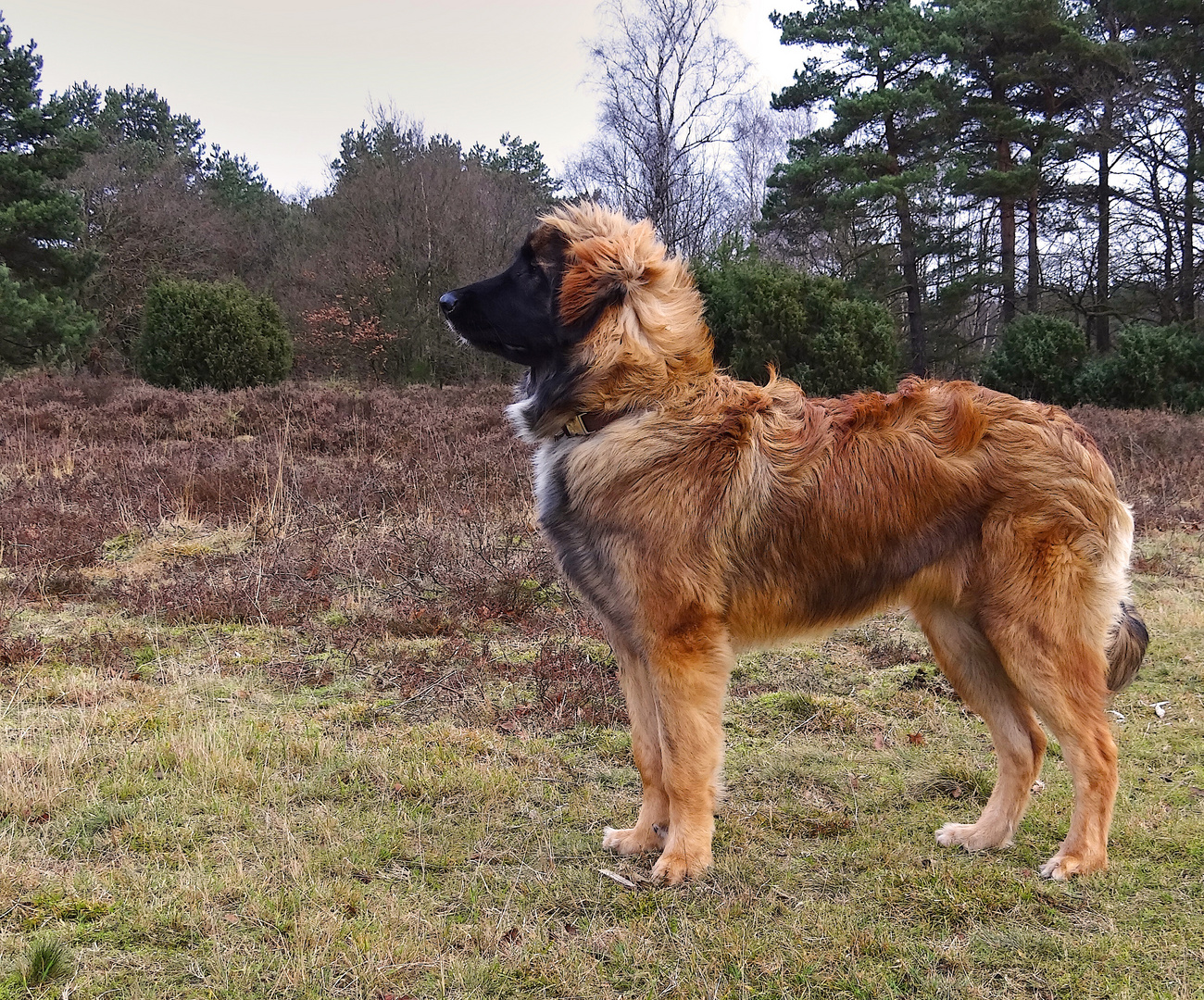 Leonberger