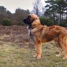 Leonberger