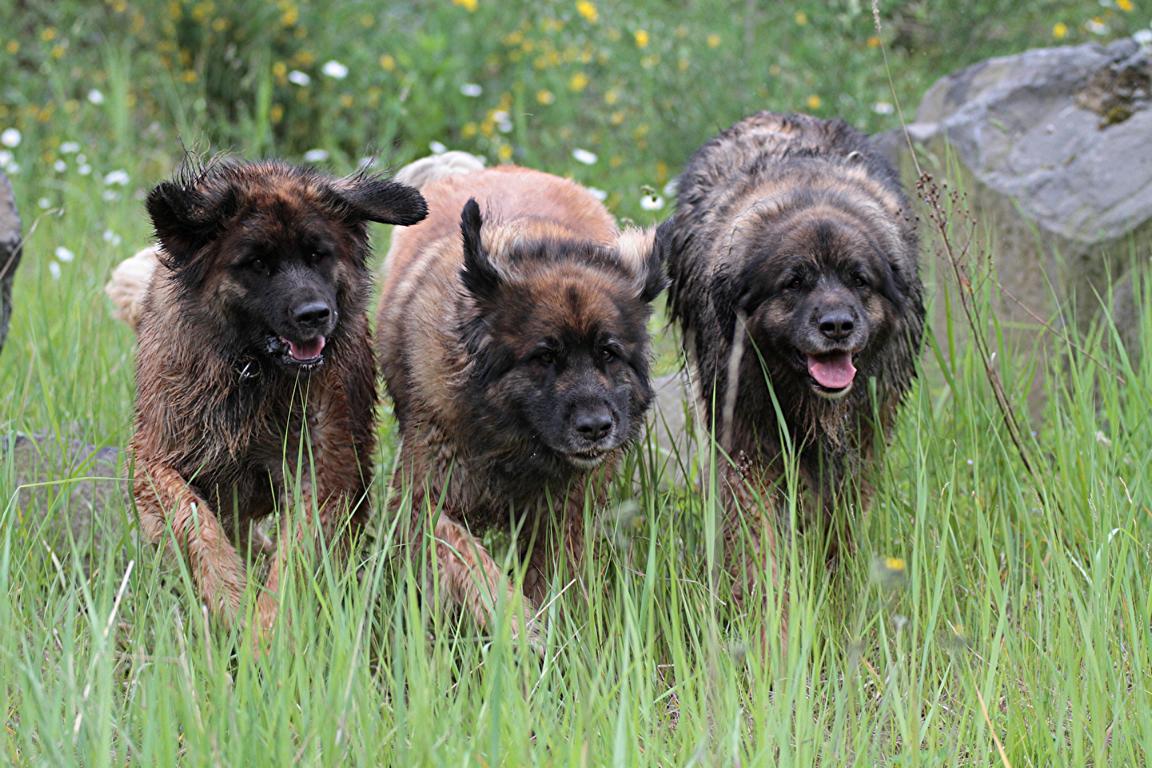 Leonberger