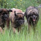 Leonberger