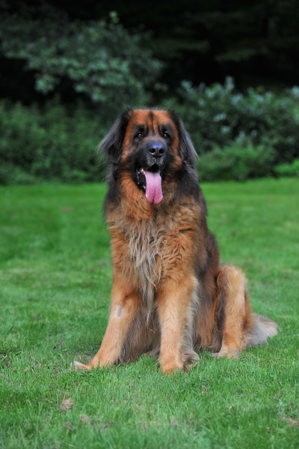 Leonberger