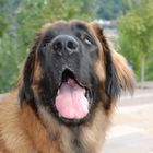 Leonberger