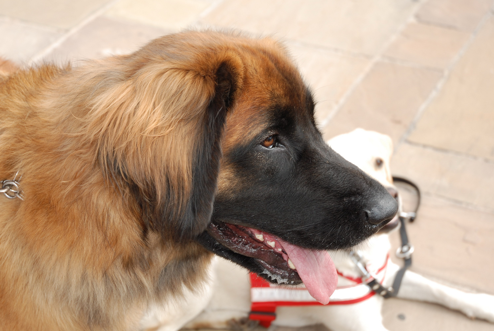 Leonberger