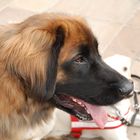 Leonberger