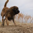 Leonberger