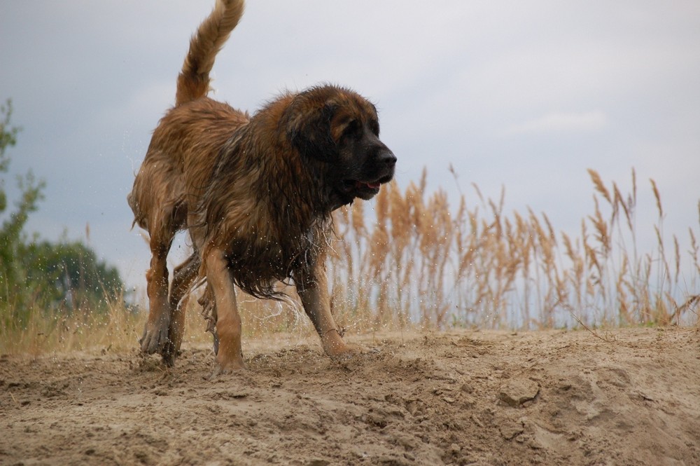 Leonberger