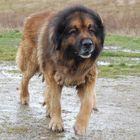 Leonberger