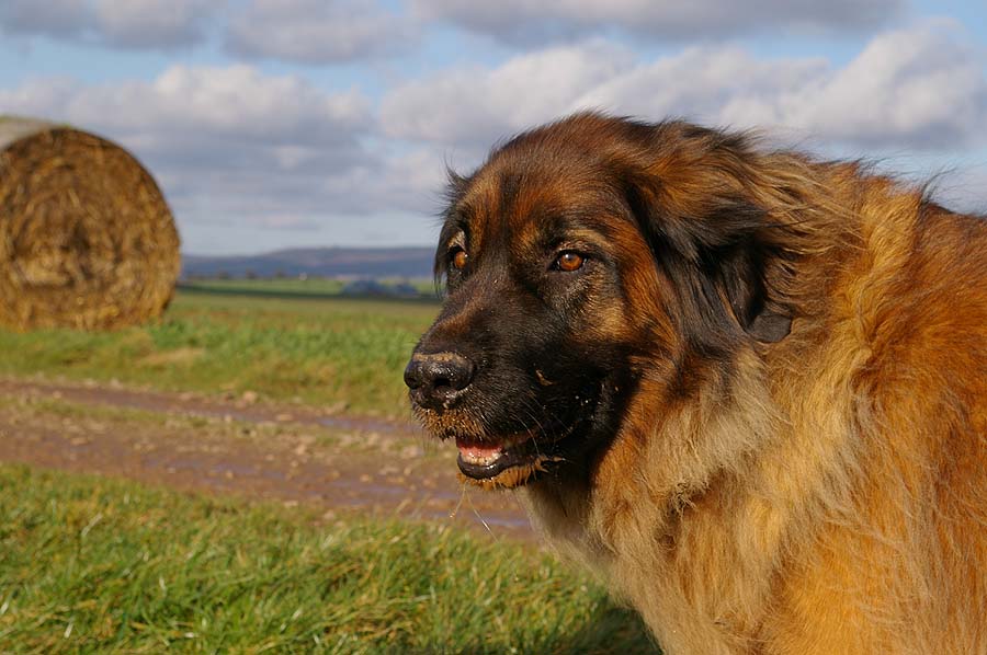 Leonberger