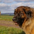 Leonberger