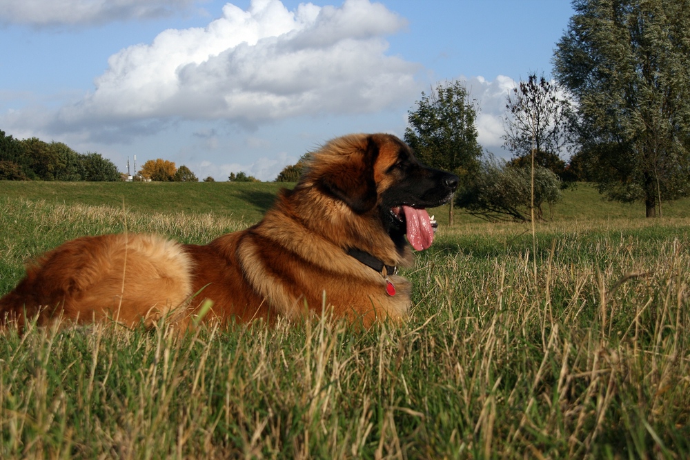 Leonberger Asterix