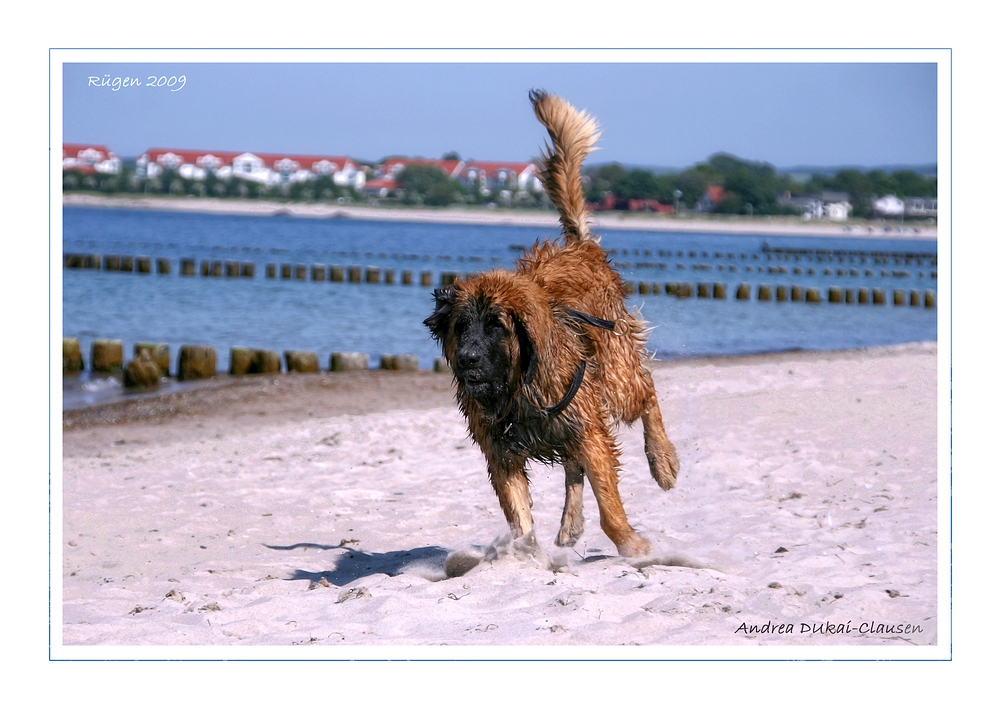 Leonberger Asterix