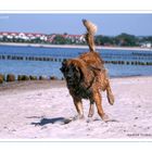 Leonberger Asterix