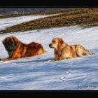 Leonberger "Asterix" und Golden Retriever "Finn" im Schnee