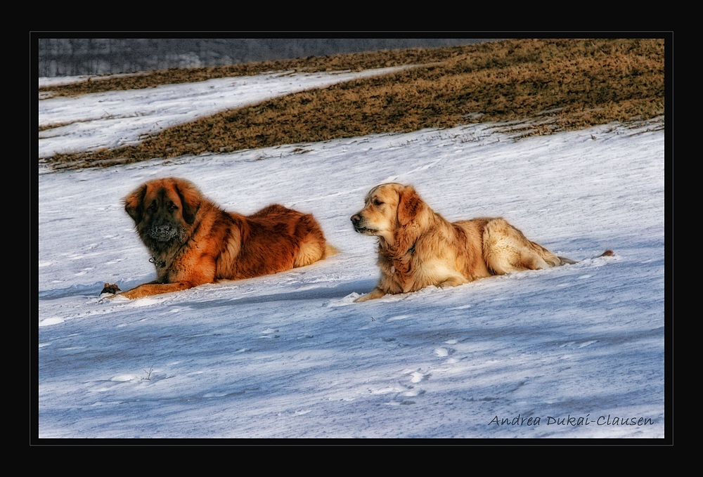 Leonberger "Asterix" und Golden Retriever "Finn" im Schnee