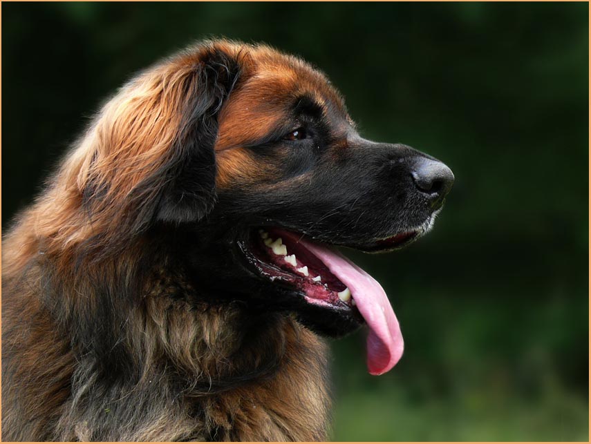 Leonberger Athos