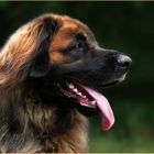 Leonberger Athos