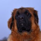 Leonberger