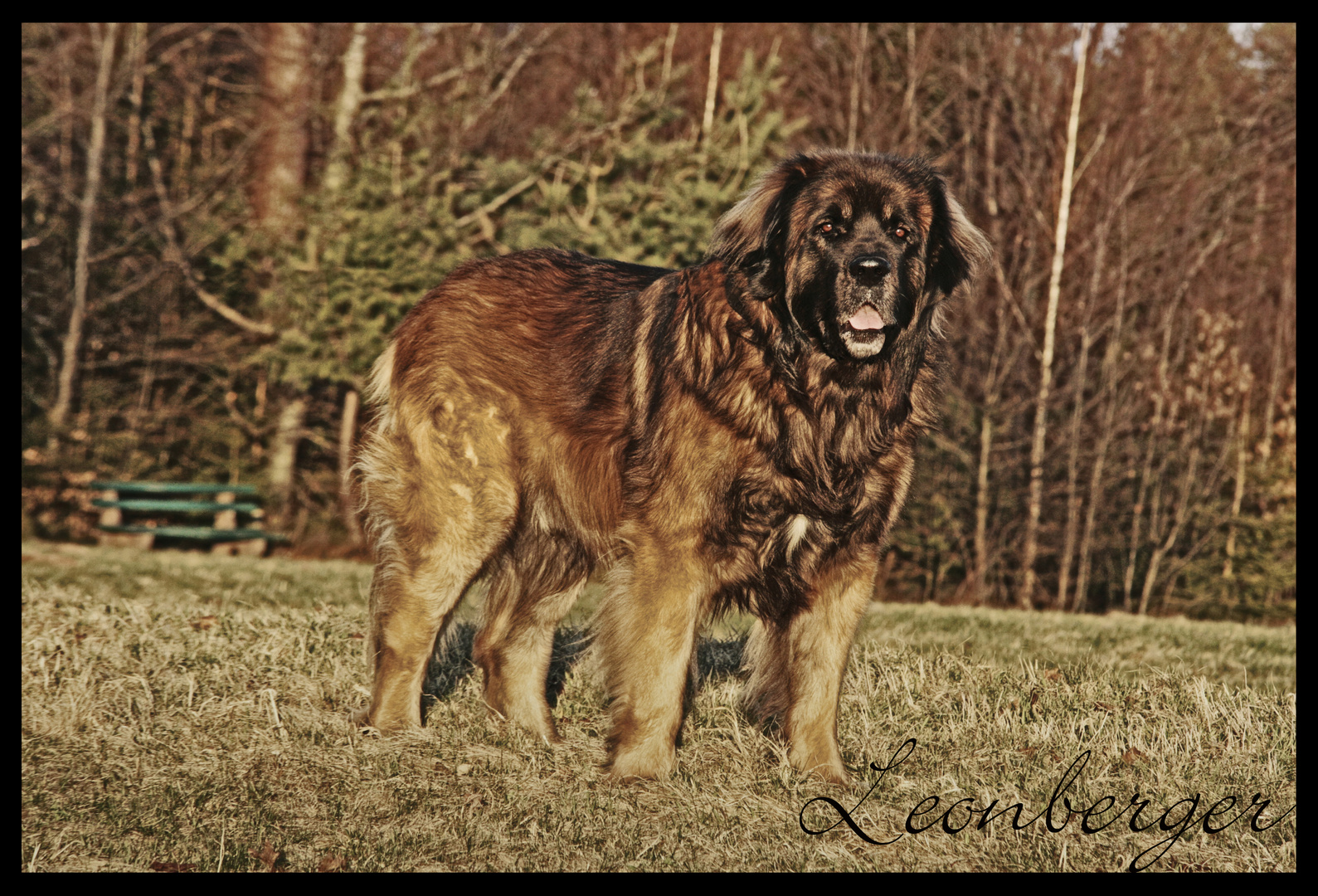 Leonberger