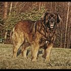 Leonberger