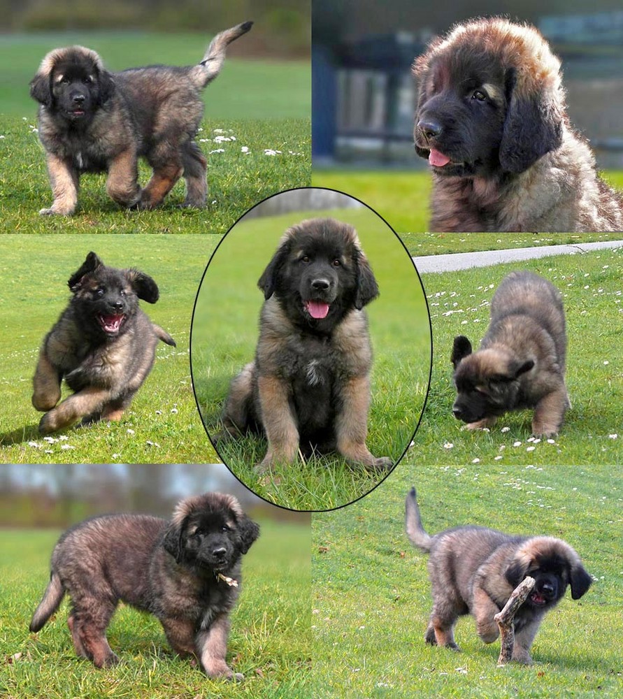 Leonberger Cleo