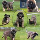 Leonberger Cleo