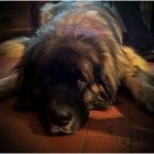 Leonberger