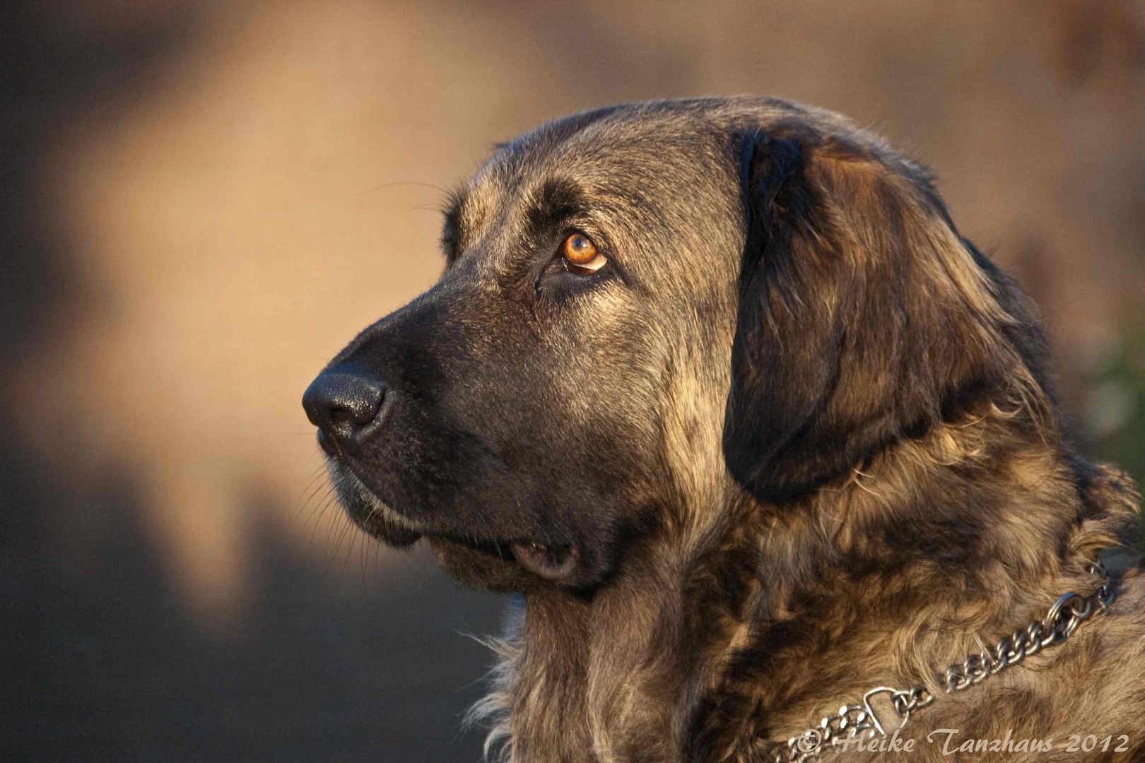 Leonberger Dame