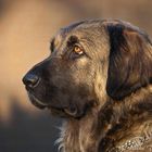 Leonberger Dame