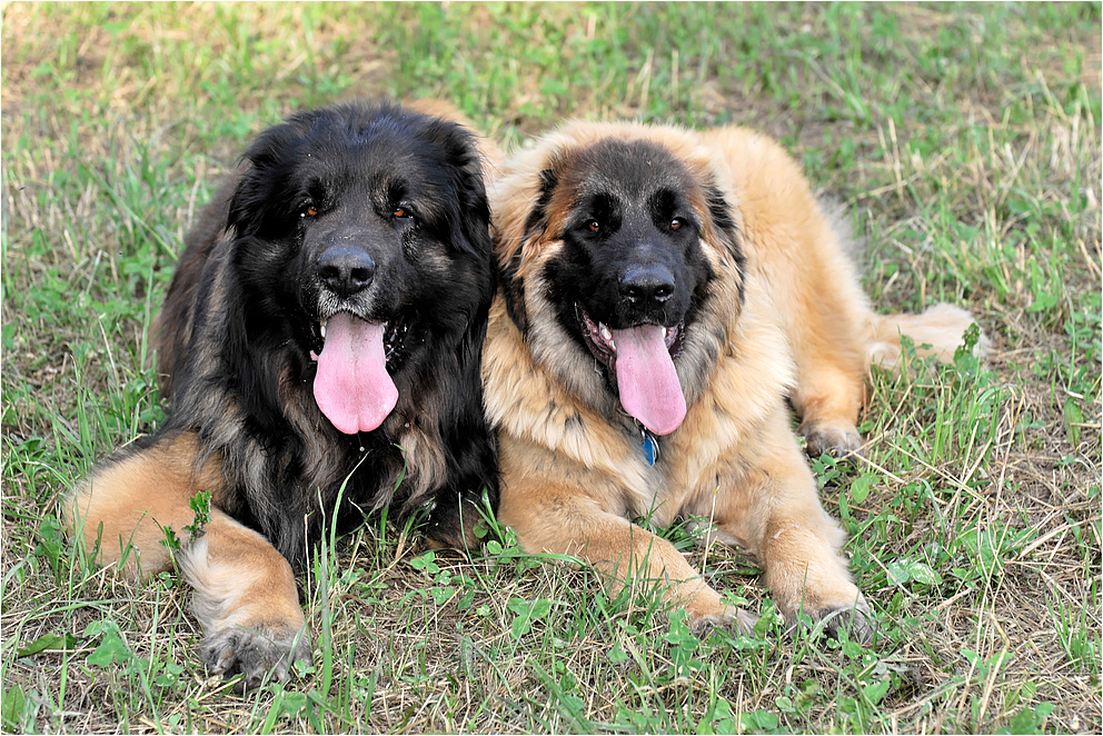 Leonberger