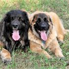 Leonberger