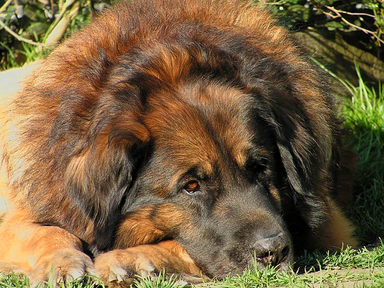 Leonberger...