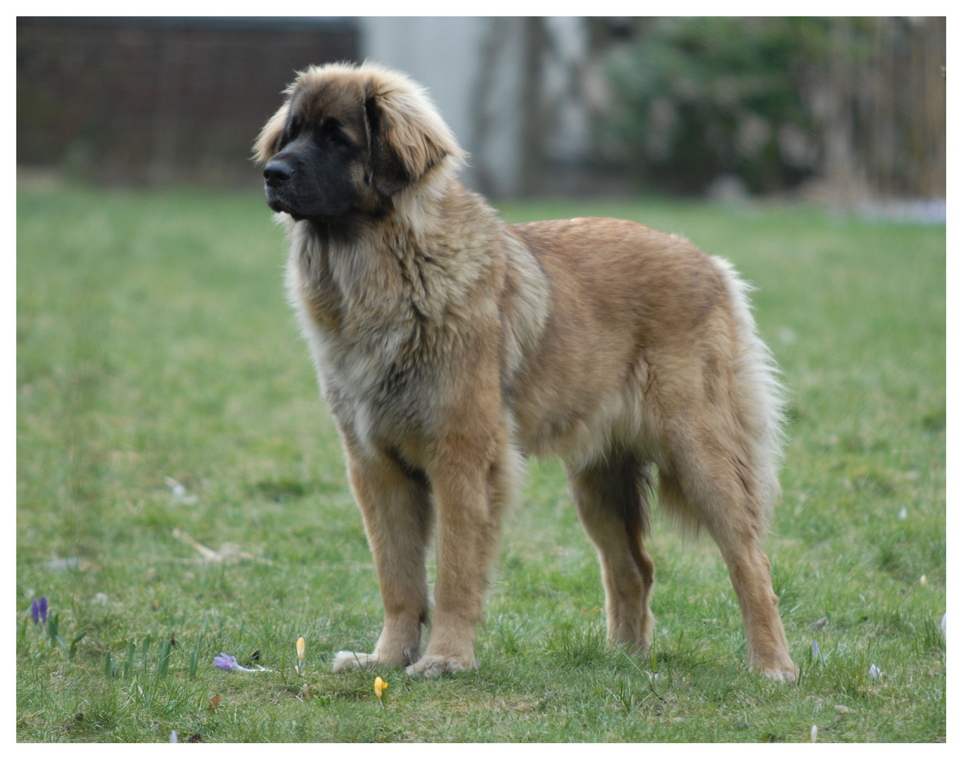 Leonberger im Frühling 1