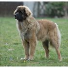 Leonberger im Frühling 1