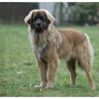 Leonberger im Frühling 2