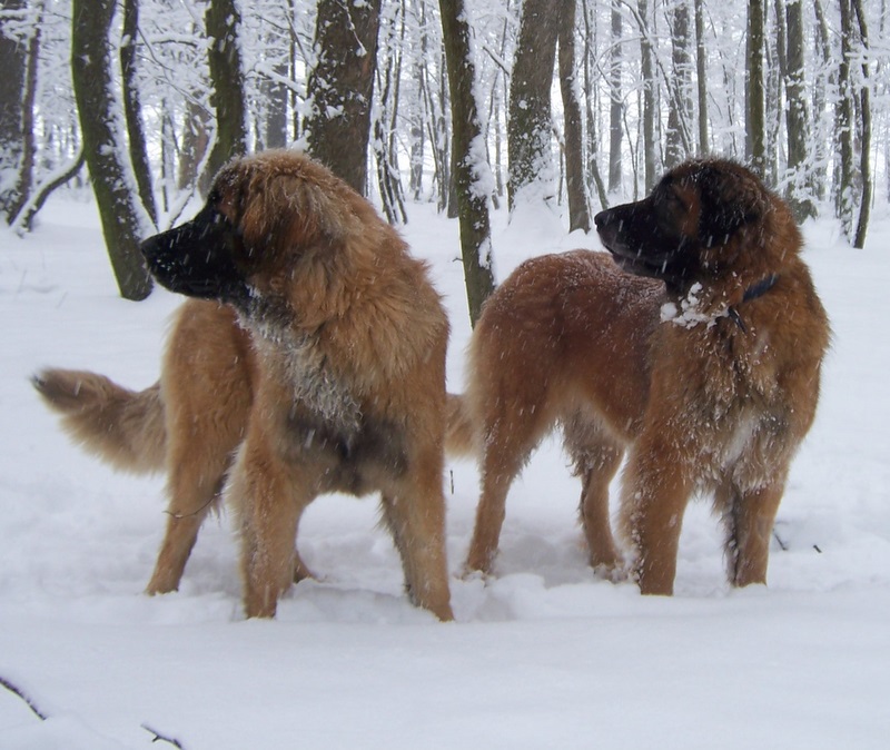 Leonberger im Winter