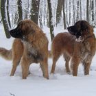 Leonberger im Winter