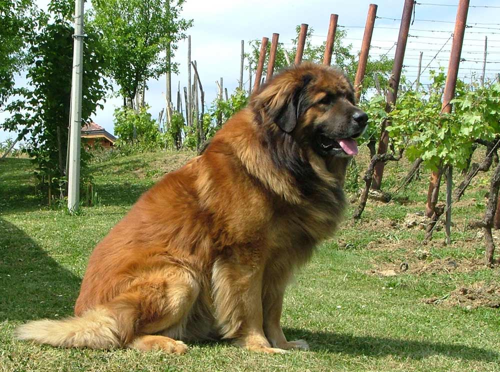 Leonberger in weinberge