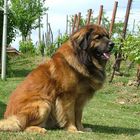 Leonberger in weinberge