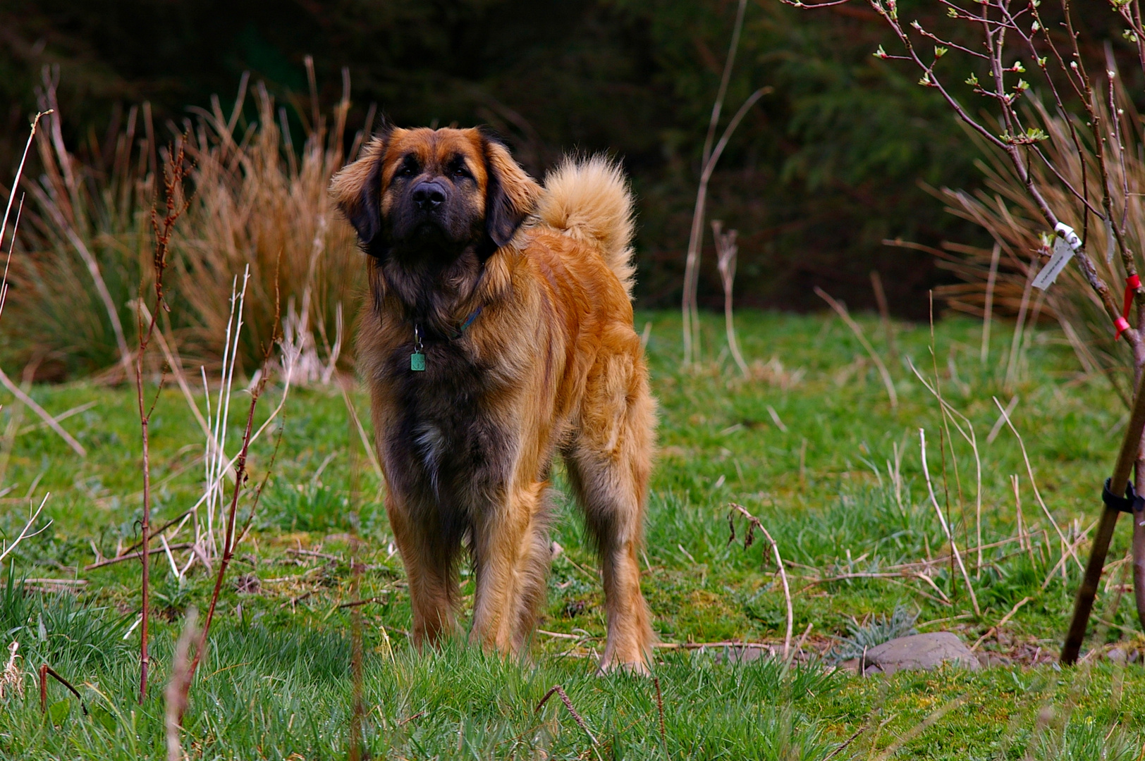 Leonberger Jago