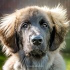 Leonberger-Mädchen Uske