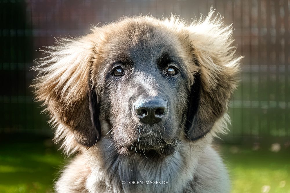 Leonberger-Mädchen Uske