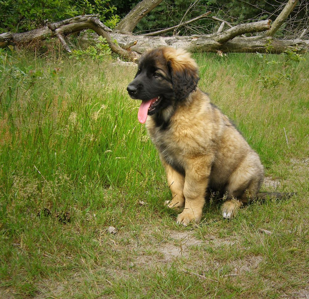 Leonberger Pup (1)