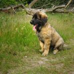 Leonberger Pup (1)