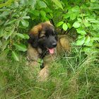 Leonberger Pup (2)