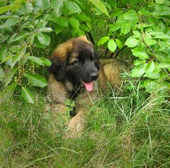 Leonberger Pup (2)